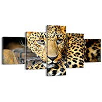 Cuadros de Leopardo